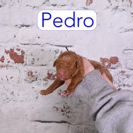 Pedro - Red male Assorted Doodle Crosses puppy in Calhoun, Georgia from Happy Top Doodles