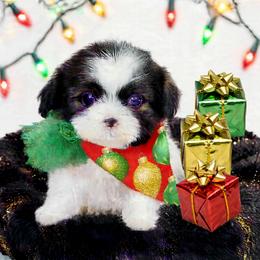 Shichon and Shih Tzu Puppies from Angie’s Teddy Bear Puppies Minnesota