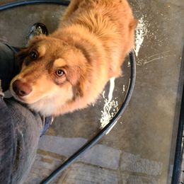 Atalanta - Miniature Australian Shepherd