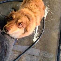Atalanta - Miniature Australian Shepherd