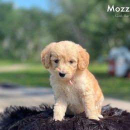 Mozzarella - Goldendoodle puppy in Lancaster, Minnesota from North Star Dog Training