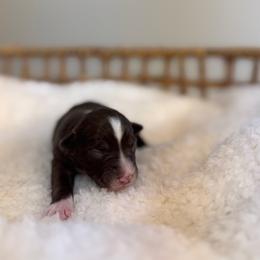 Red Tri Female - Red tri female Miniature Australian Shepherd puppy in Stuart, Virginia from Apple Tree Mini Aussies