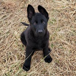 Green Collar - Sage - Black female German Shepherd puppy in Augusta, West Virginia from Cricket Hollow Canines