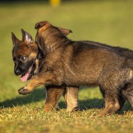 German Shepherd Puppies from Sommerfeld German Shepherds