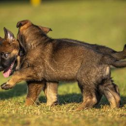 German Shepherd Puppies from Sommerfeld German Shepherds