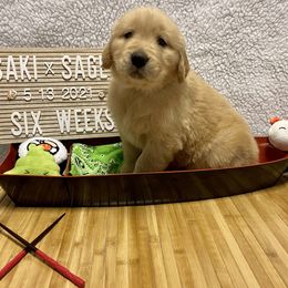 Golden Retriever Puppies from Golden Wise