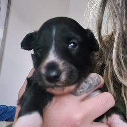 Quill - Black brindle female Silken Windhound puppy in Starke, Florida from Ashley