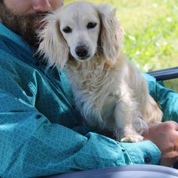 Dachshund All Grown Up from Flying G Dachshund