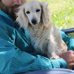 Dachshund All Grown Up from Flying G Dachshund