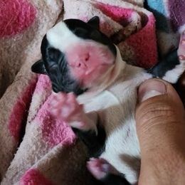 Domino - Black and white Boston Terrier puppy in North Carolina from Dashy’s Kennel