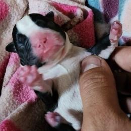 Domino - Black and white Boston Terrier puppy in North Carolina from Dashy’s Kennel