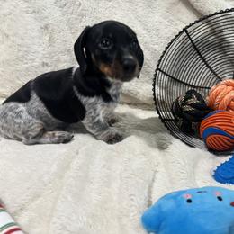 Scooby - Black and tan male Dachshund puppy in Flint, Texas from ZMC Acres Doxies