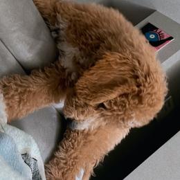 Gaia - Goldendoodle
