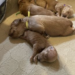 Goldendoodle Puppies from Angel’s Goldendoodle Pups