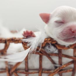 Companion Cross, Maltese, and Maltipoo Puppies from Seeking Shalom Acres Maltese, Maltipoos & Havamalts