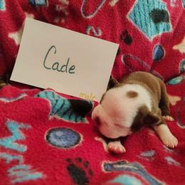 Cade - Red male Boston Terrier puppy in Headland, Alabama from Crystal Carlisle's Boston Terriers
