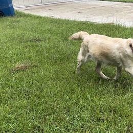 Bebe - Golden Retriever