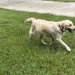Bebe - Golden Retriever
