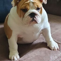 Bulldog Puppies from Chris Hermiller