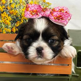 Lucy - Tricolor female Shih Tzu puppy in Claremont, California from Lovable Shih Tzus