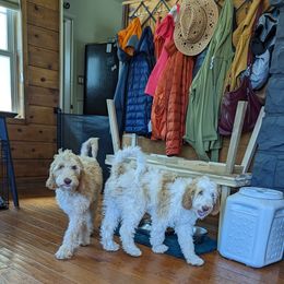 Australian Labradoodle All Grown Up from Running Brook Doodles