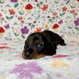 Mercutio - Wild  boar and tan male Dachshund puppy in Nampa, Idaho from 208 Wiener Wiggle Butts LLC