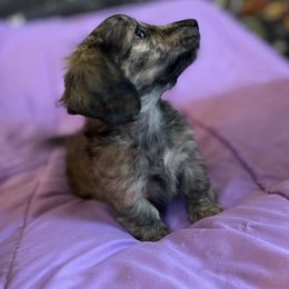 Dachshund Puppies from Little Kisses Doxies