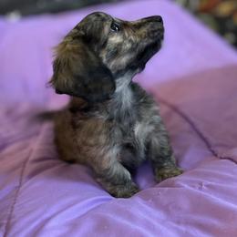 Dachshund Puppies from Little Kisses Doxies