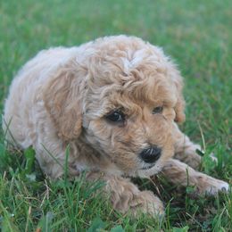 Labradoodle Puppies from Pleasant View Labradoodles