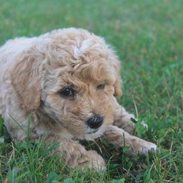Labradoodle Puppies from Pleasant View Labradoodles