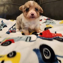 American Corgi and Pembroke Welsh Corgi Puppies from San Diego Corgis