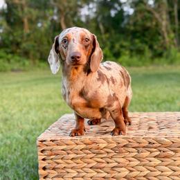 Char - Dachshund