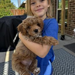 Cavapoo, Cockapoo, Goldendoodle, and Maltipoo Puppies from Perdue Puppies