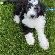 "Trey (Jimmy from the Yellowstone litter)" Bordoodle Puppies from Brisby Bordoodles