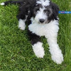 "Trey (Jimmy from the Yellowstone litter)" Bordoodle Puppies from Brisby Bordoodles