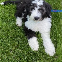 "Trey (Jimmy from the Yellowstone litter)" Bordoodle Puppies from Brisby Bordoodles