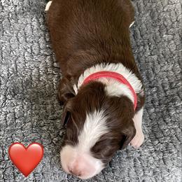Girl 1 - female Aussiedoodle puppy in Houston, Texas from Waggin’ R Tails