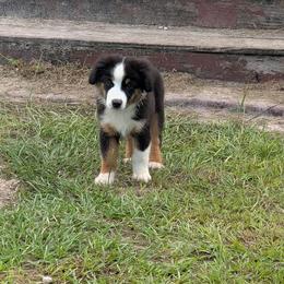 Garnet - Black tri male Miniature American Shepherd puppy in Trenton, Florida from Atherney