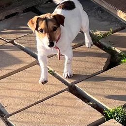 Josie - Russell Terrier
