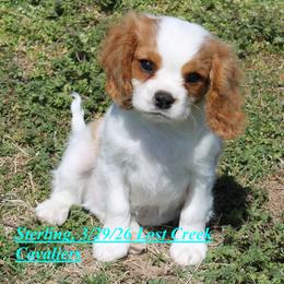Sterling - Blenheim male Cavalier King Charles Spaniel puppy in Quapaw, Oklahoma from Lost Creek Cavaliers