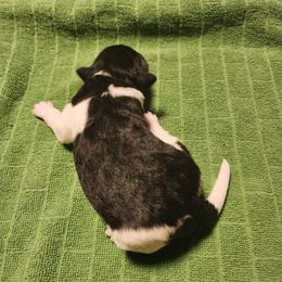 Tymish - White black and tan male Wire Fox Terrier puppy in Melbourne, Arkansas from Ivy Hollow Wire Fox Terriers
