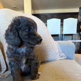 Girl 2 - Blue merle female Aussiedoodle puppy in Gilbert, Arizona from LittleLegacyDoodles