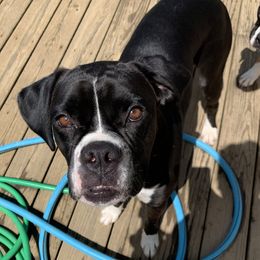 Charlotte - Boxer