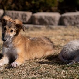 Silken Windhound Puppies from Redshift Silken Windhounds
