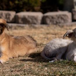 Silken Windhound Puppies from Redshift Silken Windhounds