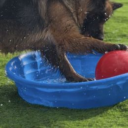 German Shepherd Puppies from Golden Ridge