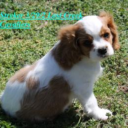 Stryker - Blenheim male Cavalier King Charles Spaniel puppy in Quapaw, Oklahoma from Lost Creek Cavaliers