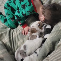 Shetland Sheepdog Puppies from Heavenly Shelties