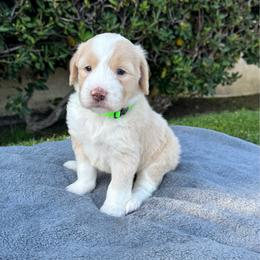 Lexi 3000 - Brown and white female Sheepadoodle puppy in Los Angeles, California from Exquisite Doodles