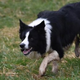 Wes - Border Collie
